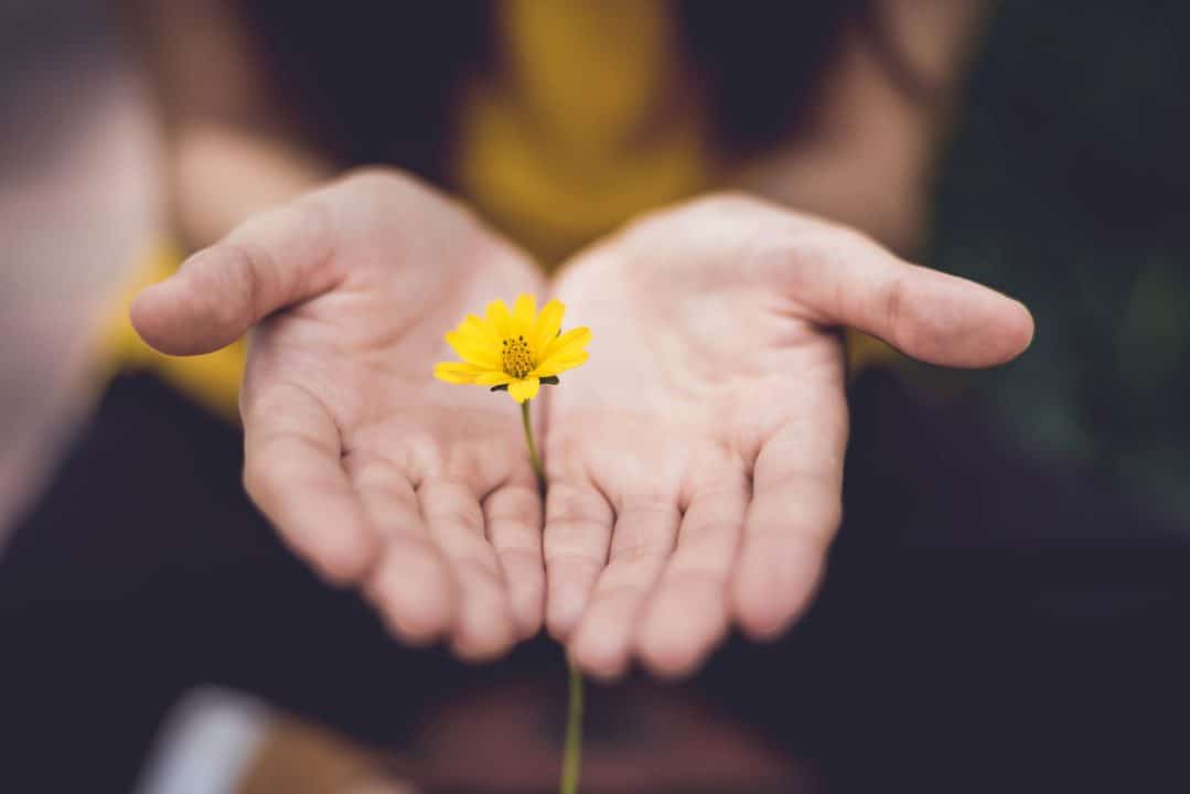 Two hands spreading out with a yellow flower in between.
